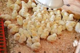 Fawona Chicks - 2